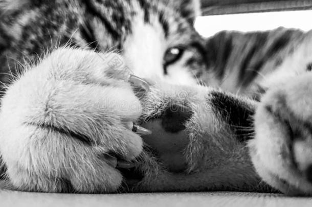 睡眠平纹猫和关在上面向<strong>爪子</strong>和粉红色的<strong>爪子</strong>垫
