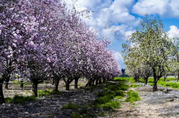 杏树园,杏树果园采用花,古代罗马所统治的Palestine南部pla采用s以色列