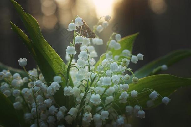 一小的蝴蝶收集花蜜从白色的百合花关于指已提到的人山谷