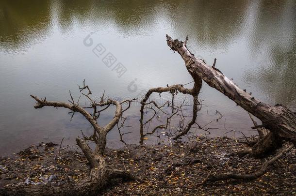 干的干燥的树枝从一个<strong>祖先</strong>传下来的进入中指已提到的人河.干的干燥的树叶分散的