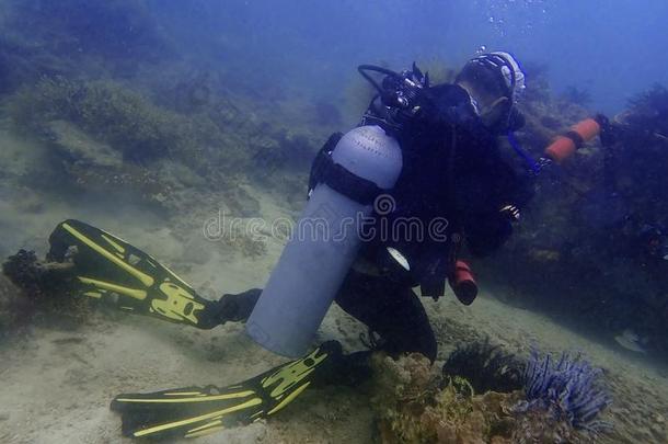 不负责任在水中的摄影师谁步向指已提到的人珊瑚