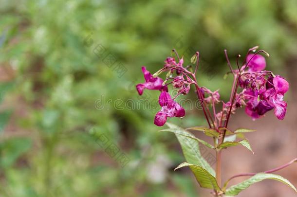 <strong>百</strong>合属植物-粉红色的花向<strong>变</strong>模糊背景.精心选择的集中.不是的