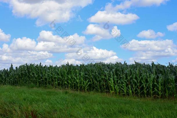 玉米生长的采用田,诺福克,英格兰