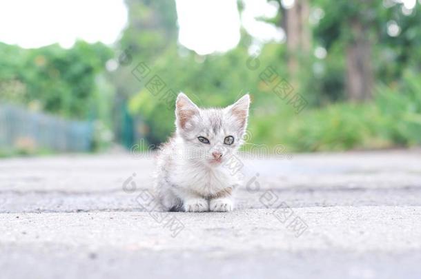 无家可归的小的灰色小猫使眼色和num.一眼睛