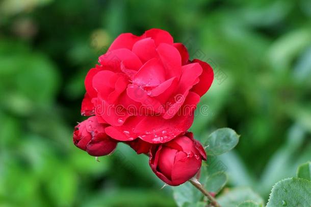 充分地敞开的盛开的分层的明亮的红色的花园玫瑰被环绕着的winter冬天