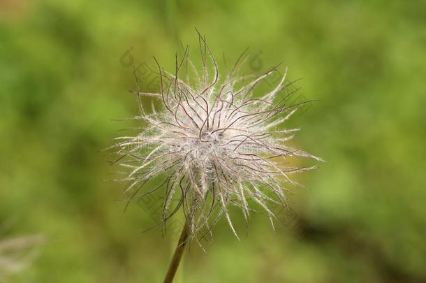 <strong>白头翁</strong>花寻常的或帕斯克花花多毛的丝一样的白色的Sweden瑞典