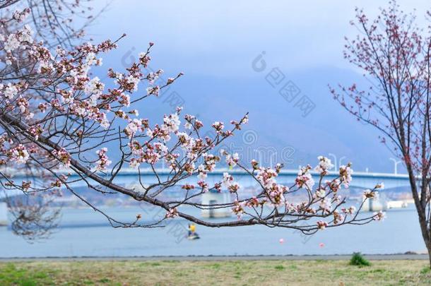 樱桃花哈纳米采用京都,黑色亮漆