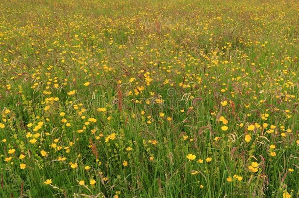 夏野生的花草地凯特尔韦尔