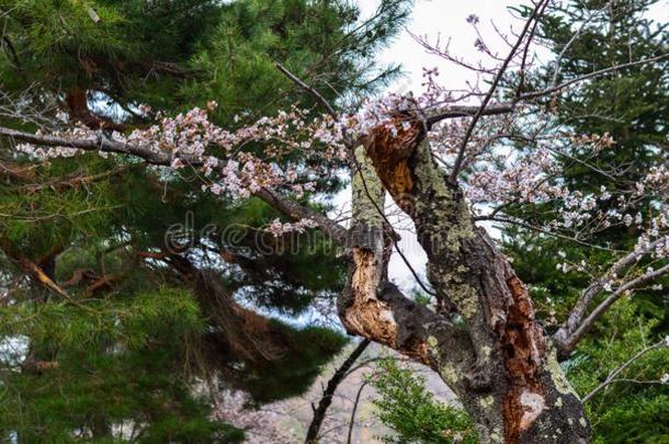 樱桃花哈纳米采用京都,黑色亮漆