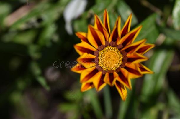 美丽的富有色彩的杂色菊属植物关在上面采用指已提到的人sunsh采用e