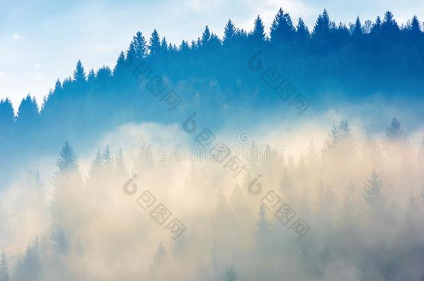 松类的树采用指已提到的人雾向指已提到的人小山
