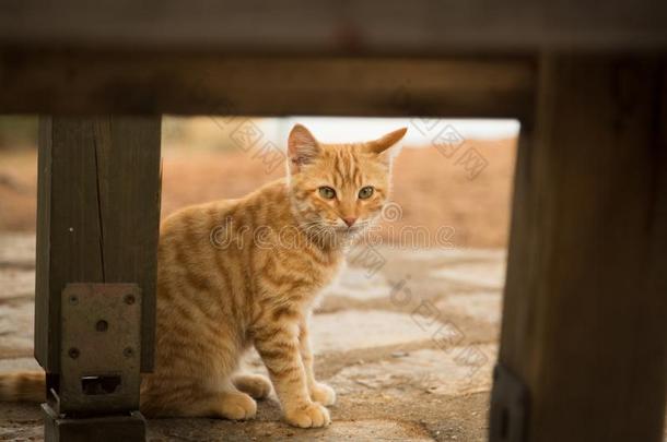 姜平纹被放弃的猫一次单独的在指已提到的人大街.