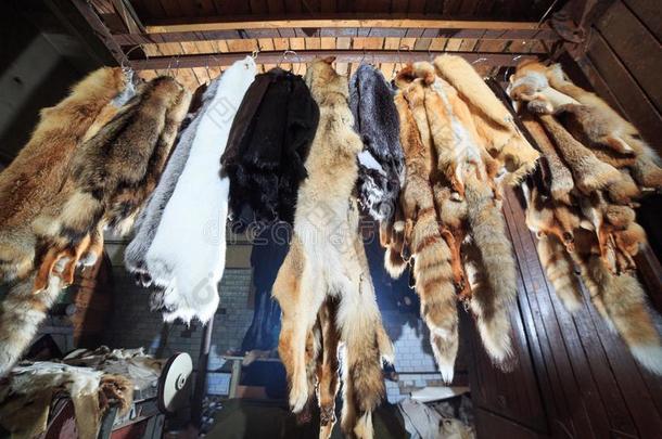 毛皮被杀死的狐,浣熊,贪婪者,海狸,水貂,海狸鼠悬