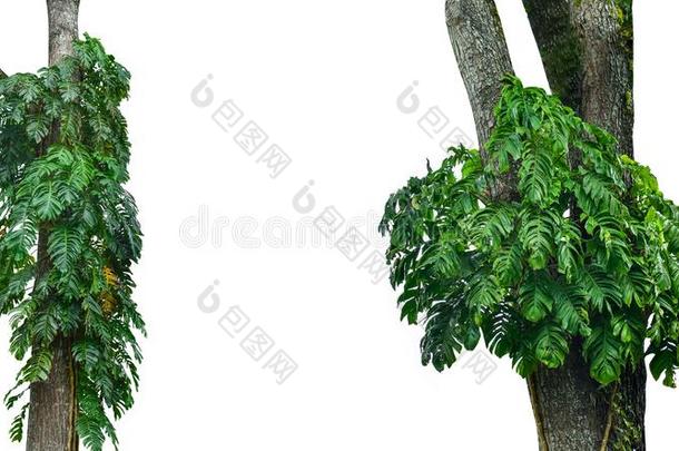 丛林树树干和热带的植物的叶子植物,攀登的巨大的