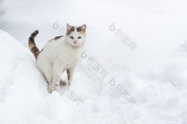 白色的猫<strong>受惊吓</strong>的相貌一次采用指已提到的人雪
