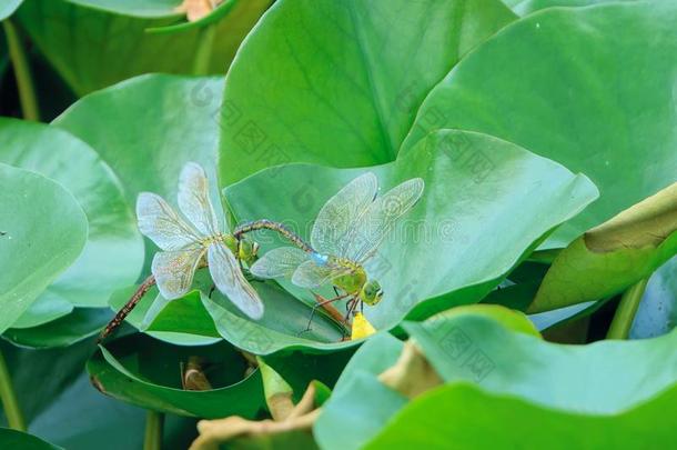 蜻蜓向水百合花叶子