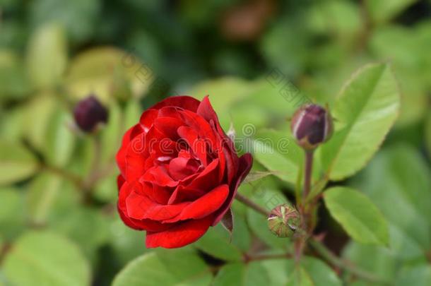 花束月季玫瑰拉瓦格鲁