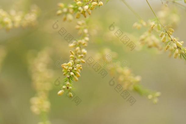 芦笋金雀花开花