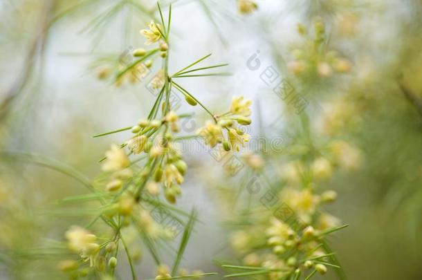 芦笋金雀花开花