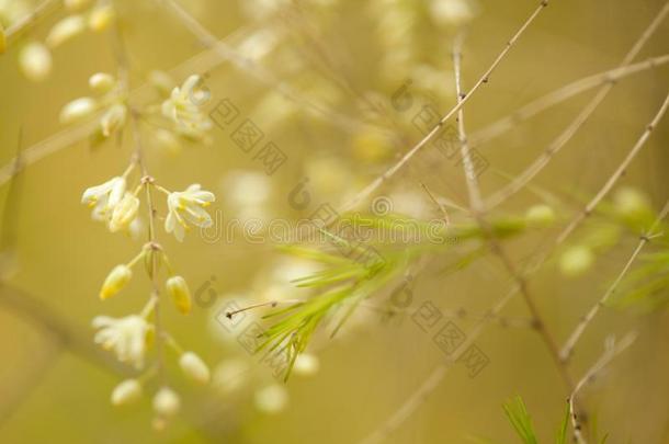 芦笋金雀花自然的花的背景