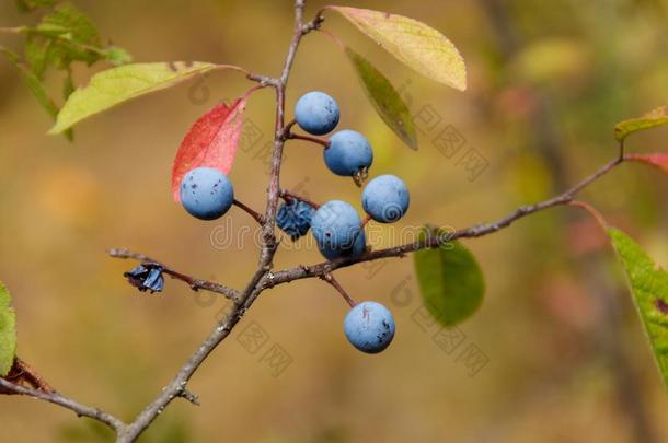 李树的一种或黑刺李蔷薇科树尖刺浆果向树枝关-在上面