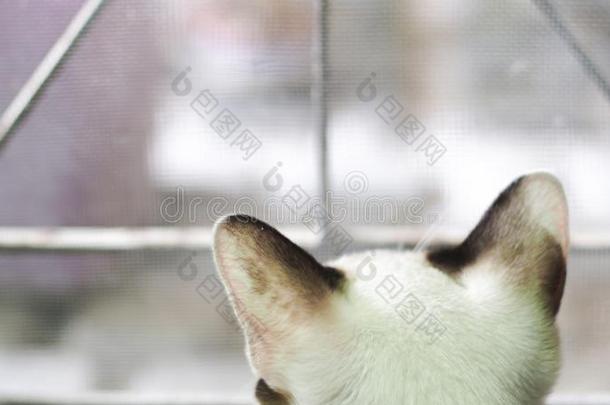 背看法关于暹罗人猫一次紧接在后的窗和<strong>好学</strong>warmair热空气