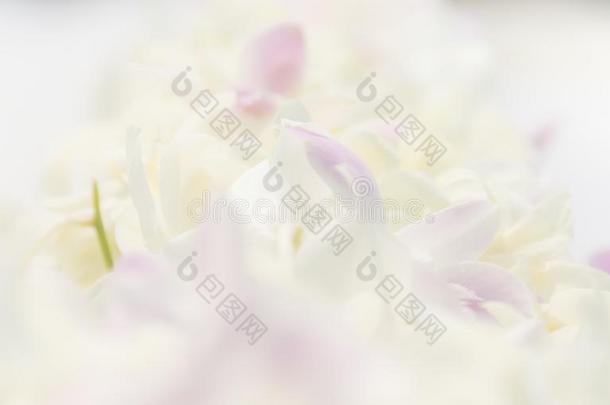 甜的软的颜色背景关于白色的兰花花