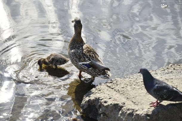 母亲鸭子和她鸭子ling