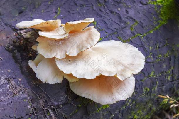 蘑菇向一树.野生的蘑菇向树树干.蘑菇种植