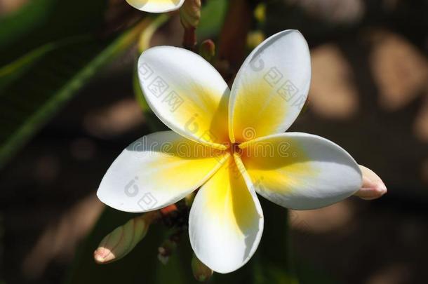 热带的花鸡蛋花<strong>梅花</strong>.白色的和黄色的<strong>梅花</strong>