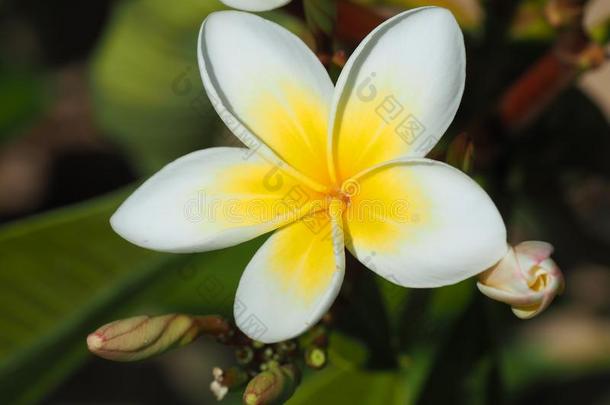 热带的花鸡蛋花梅花.白色的和黄色的梅花