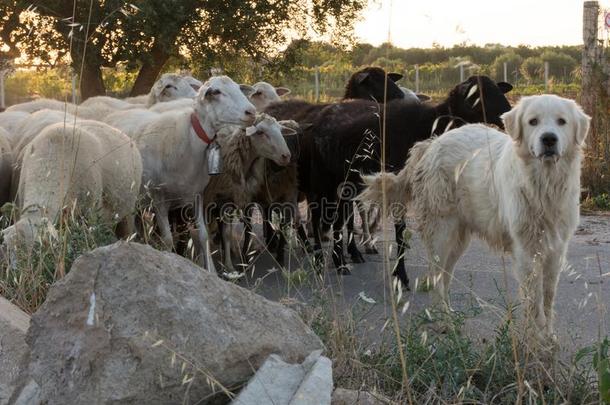 关在上面关于近海岸沼泽地牧羊人狗引导一兽群关于羊采用