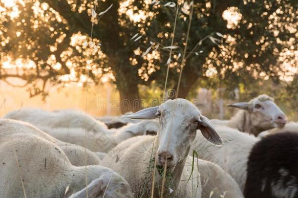 关在上面关于羊放牧在日落向七月采用意大利