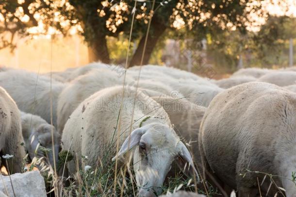 关在上面关于羊放牧在日落向七月采用意大利