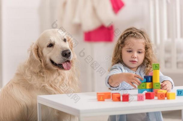 值得崇拜的小孩演奏和教育的立方形的东西,金色的寻猎物犬
