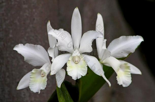 白色的花关于兰花洋兰夏威夷人婚礼歌曲`处女`