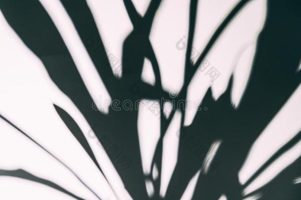 抽象的变模糊阴影覆盖影响向白色的墙关于树枝wickets三柱门