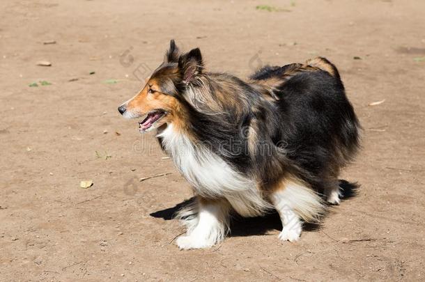 指已提到的人设得兰群岛牧羊犬是（be的三单形式本质上一sm一ller版本关于一凹凸不平的