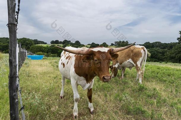 棕色的和白色的长角牛牛犊紧接在后的向栅栏