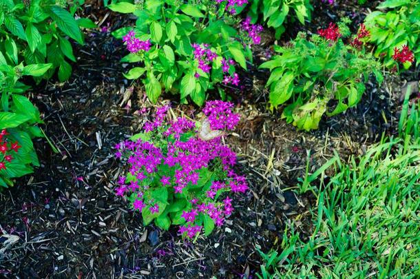 紫色的五星花属柳叶刀花