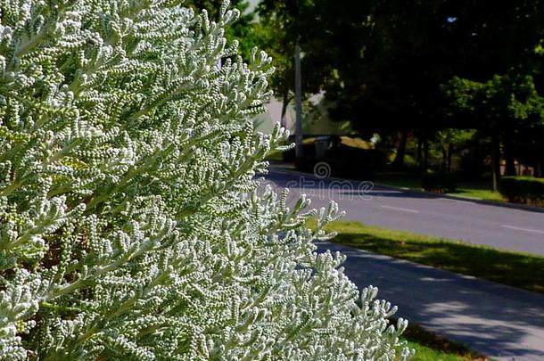 常绿<strong>植物</strong>银色的绿色的密集的蔓生<strong>植物植物植物</strong>的叶子向都市的structure结构