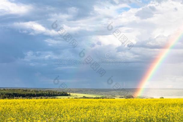 彩虹向指已提到的人多云的天后的指已提到的人雨.黄色的开花田