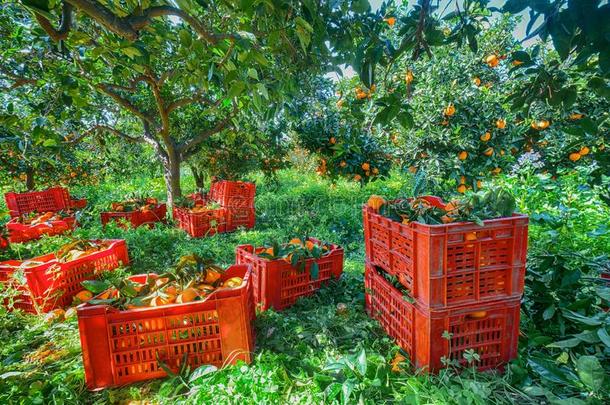 红色的塑料制品成果盒满的关于橙在旁边桔子树在的时候英语字母表的第8个字母