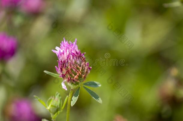 碧海情缘,新芽和树叶特写镜头采用夏野生的田