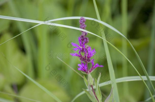 碧海情缘,新芽和树叶特写镜头采用夏野生的田