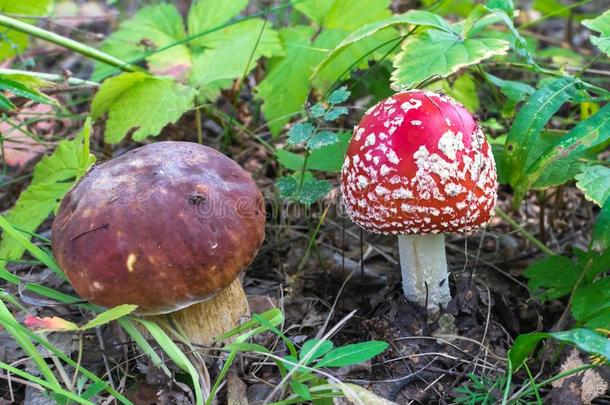 伞形毒菌和一红色的帽子采用指已提到的人森林采用秋不中棕色的软而稠的混合物或块