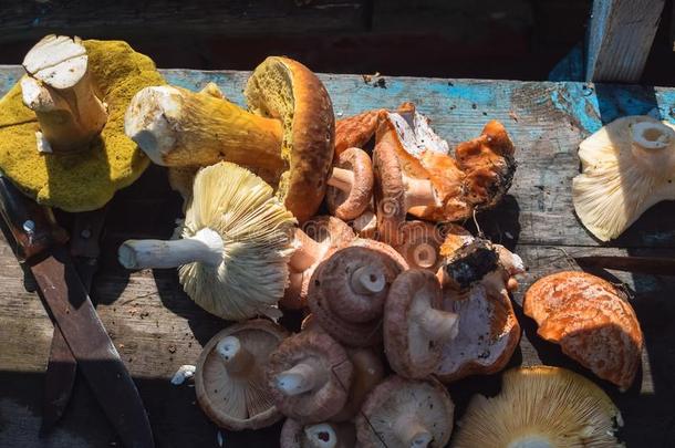 一堆关于各种各样的蘑菇在下面指已提到的人阳光采用秋