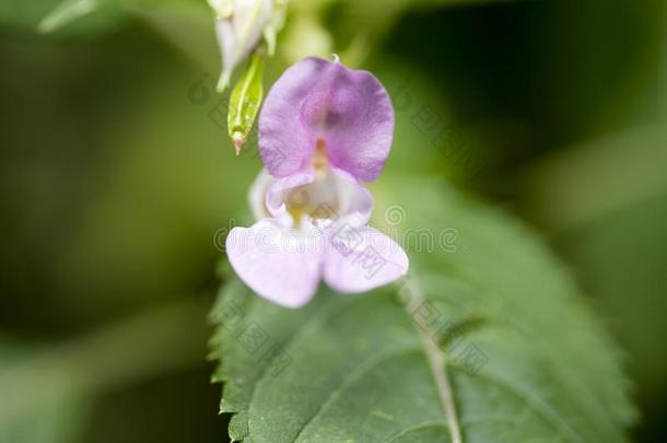 野生的花凤仙花属植物腺虫家庭凤仙花科宏指令波黑