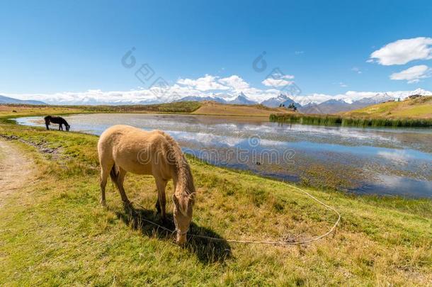 马群集不中威尔卡科查小湖,安第斯山脉,秘鲁