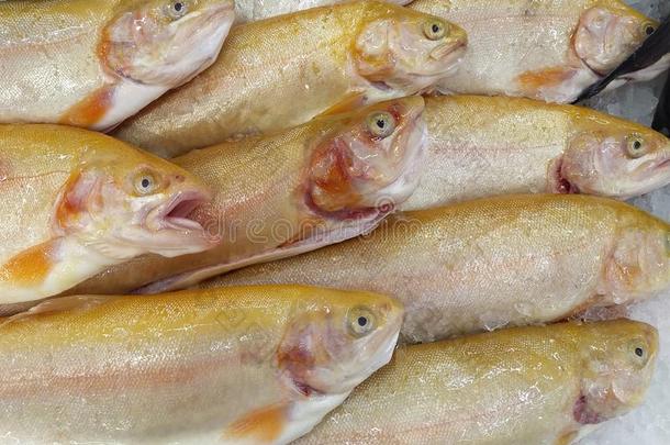 琥珀鲑鳟鱼鱼向冰为烹饪术健康的食物关在上面关于异己酮中提取的丙酮
